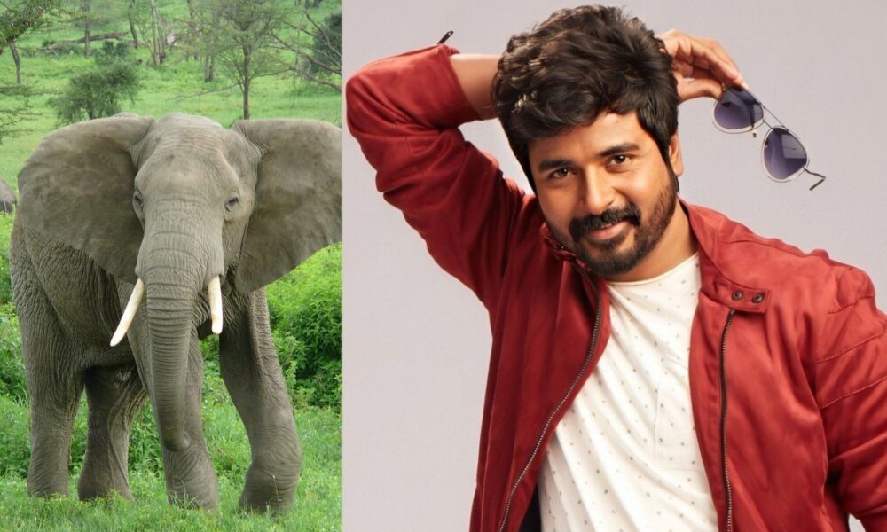 வண்டலூர் பூங்காவில் யானையை தத்தெடுத்த சிவகார்த்திகேயன் – மனிதநேய செயலுக்கு குவியும் பாராட்டு